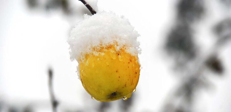 Do Apples Grow In Winter?