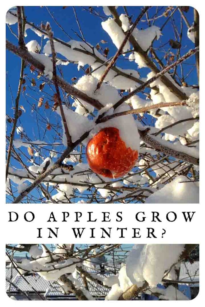 do apples grow in winter