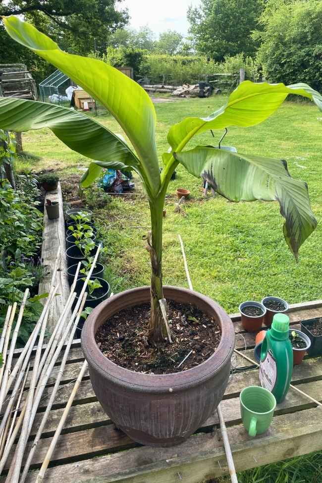 Photo of a young banana plant in its new pot.
