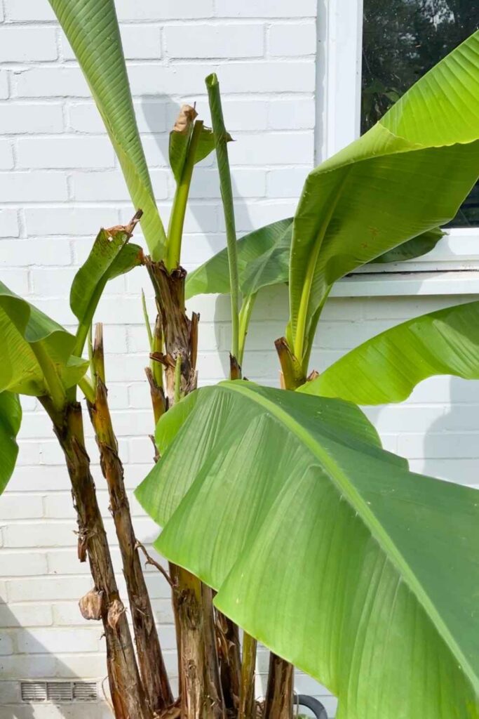 Photo of a banana plant growing new leaves. 