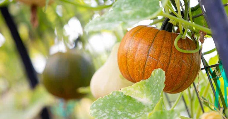 Can Pumpkins Grow Vertically? Let’s Find Out About Climbing Pumpkins!
