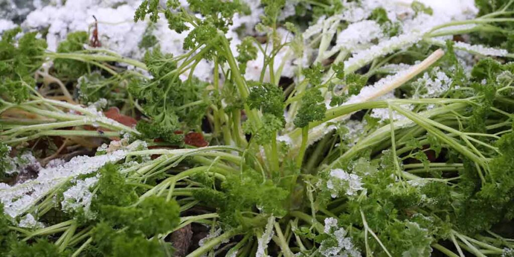 parsley in hard frost