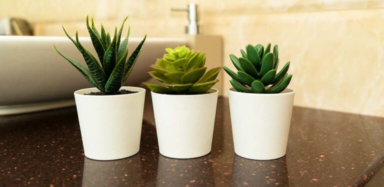 Can Succulents Survive In A Bathroom With No Window?