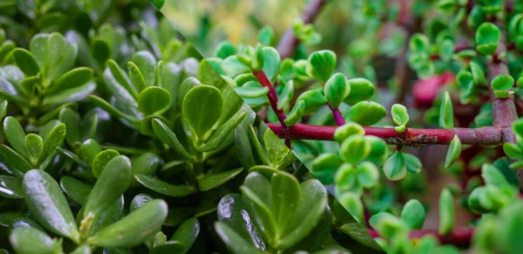 Elephant Bush vs Jade Plant - Which One Is Better?