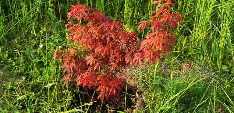 How To Move A Japanese Maple Without Killing It