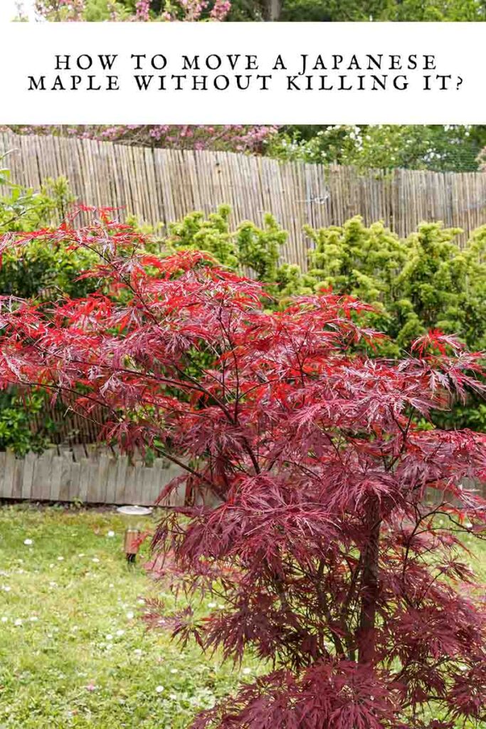 how to mave a japanese maple without killing it
