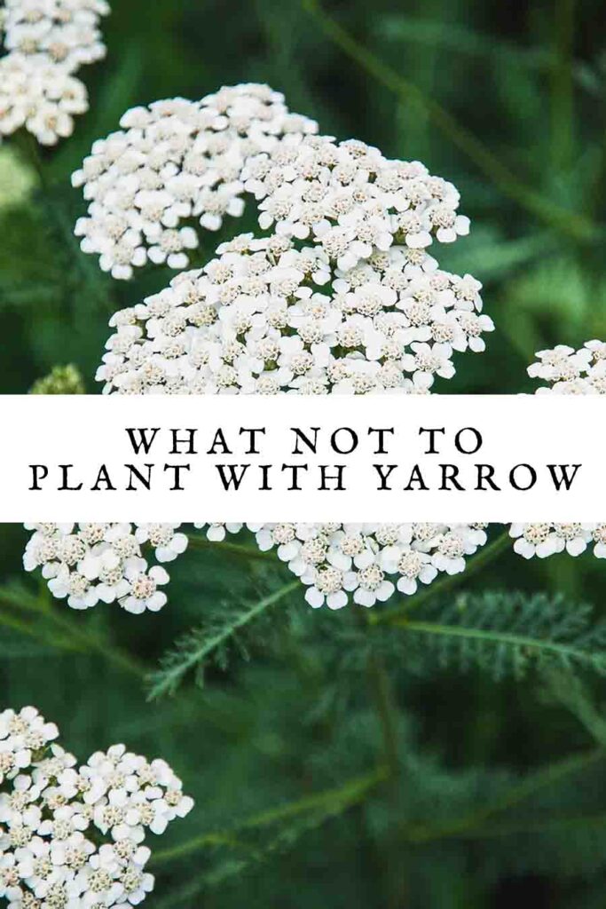 What Not To Plant With Yarrow - And What To Choose Instead