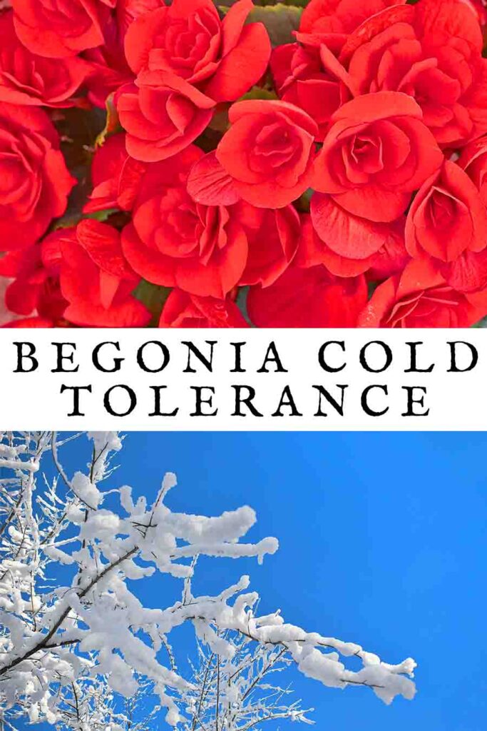 begonia cold tolerance
