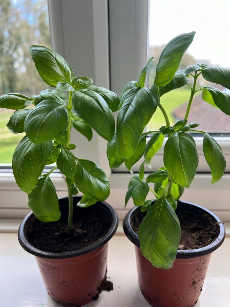 photo of two basil plants
