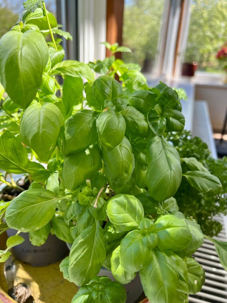 photo of basil in a pot