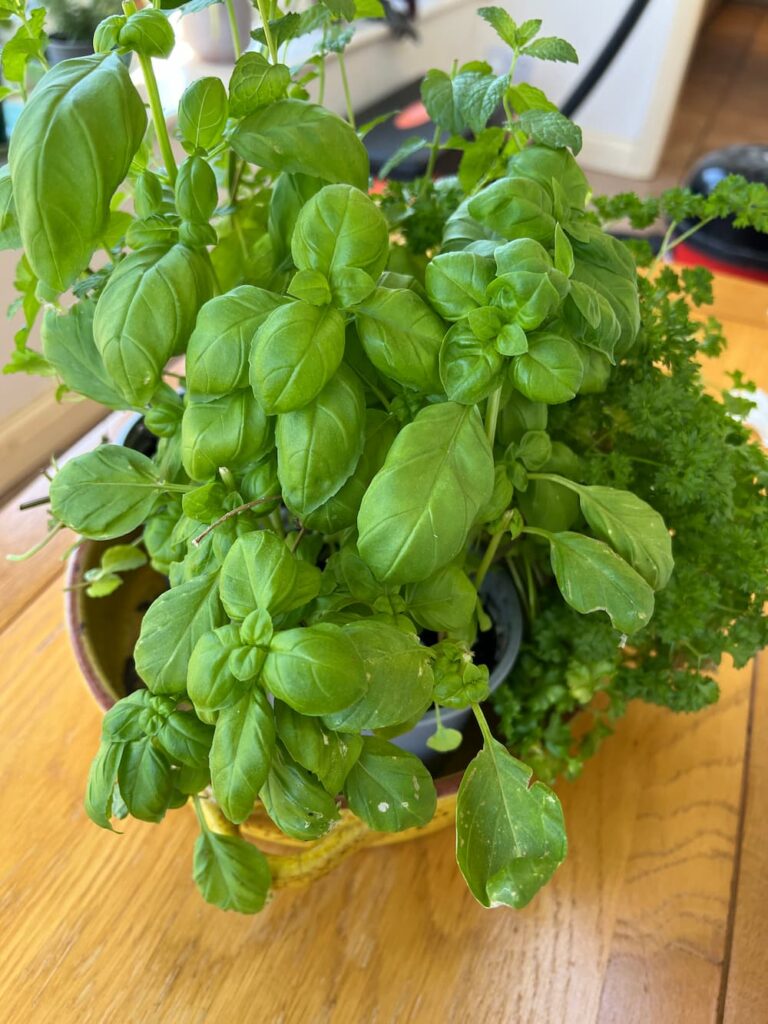 photo of basil plant