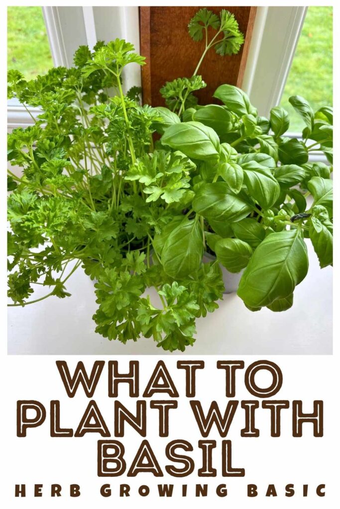 photo of basil and parsley in a pot