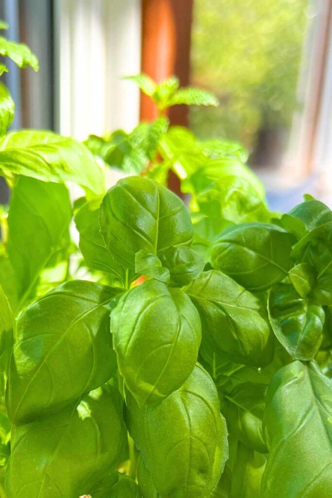 photo of basil leaves