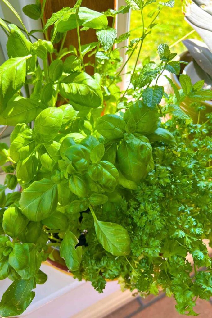 photo of basil and parsley in a pot