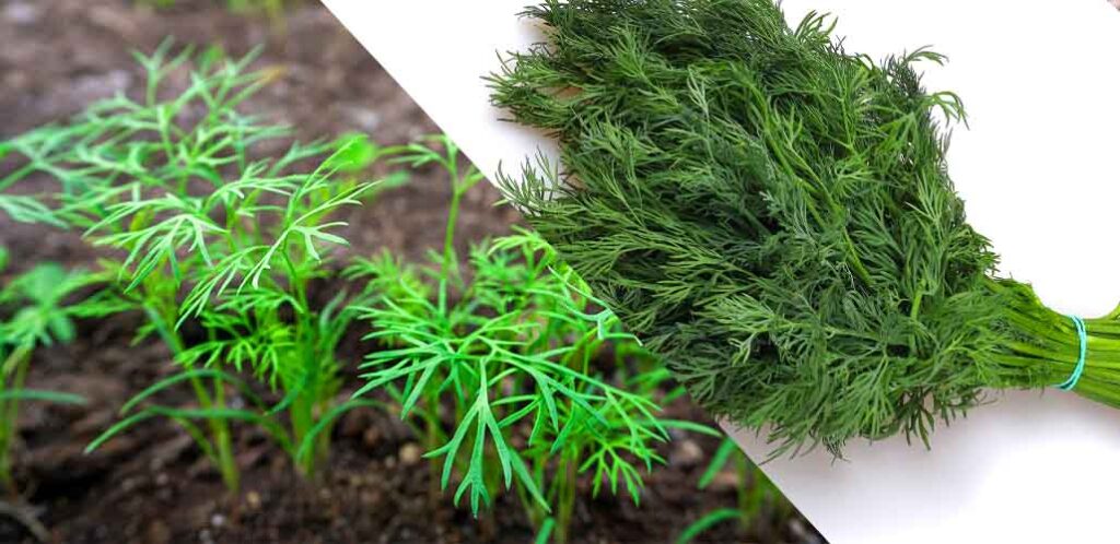growing dill from grocery store cuttings