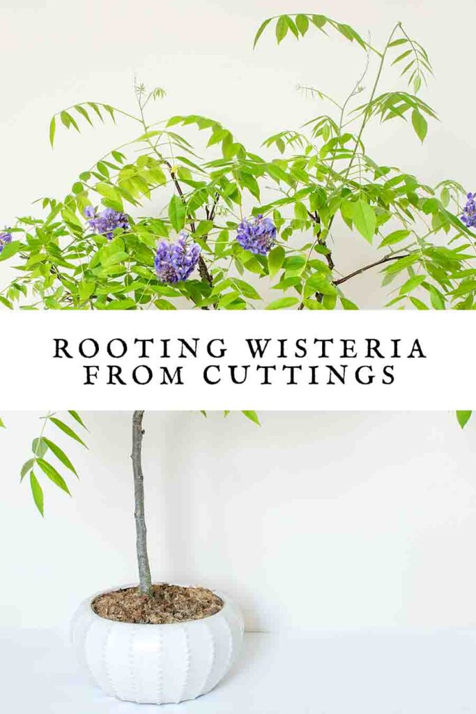 rooting wisteria from cuttings
