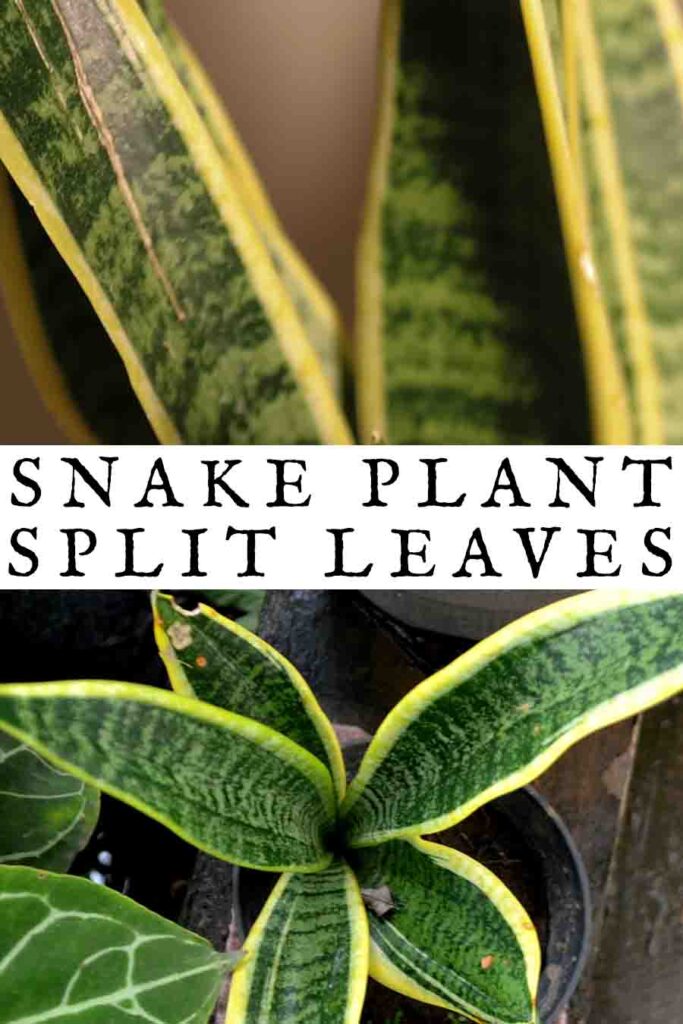 snake plant split leaves