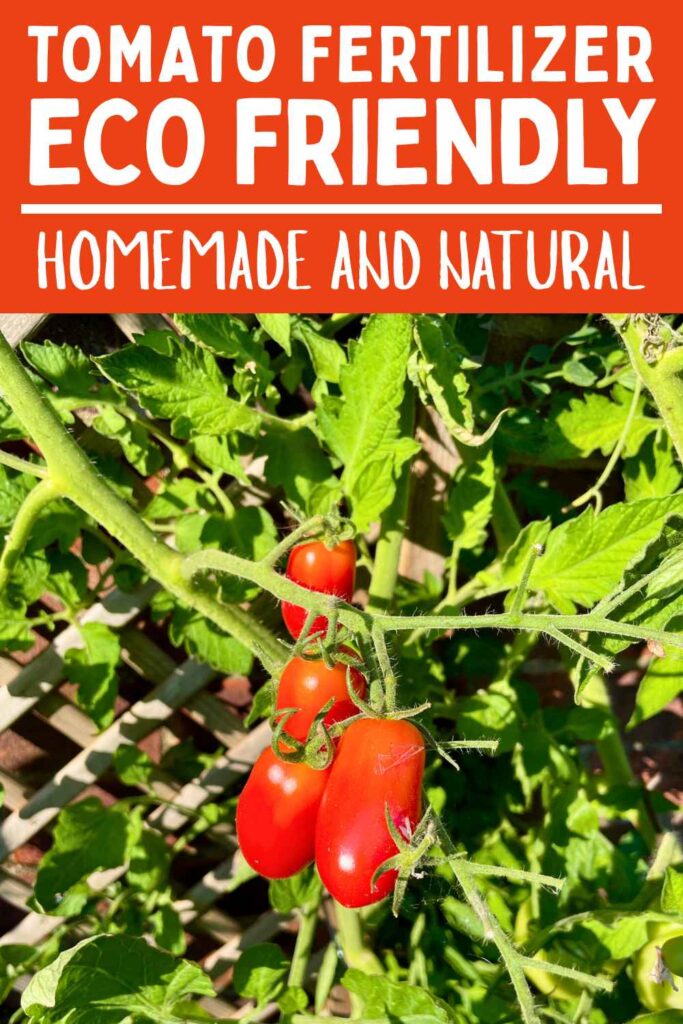 photo of some ripe tomatoes on the vine