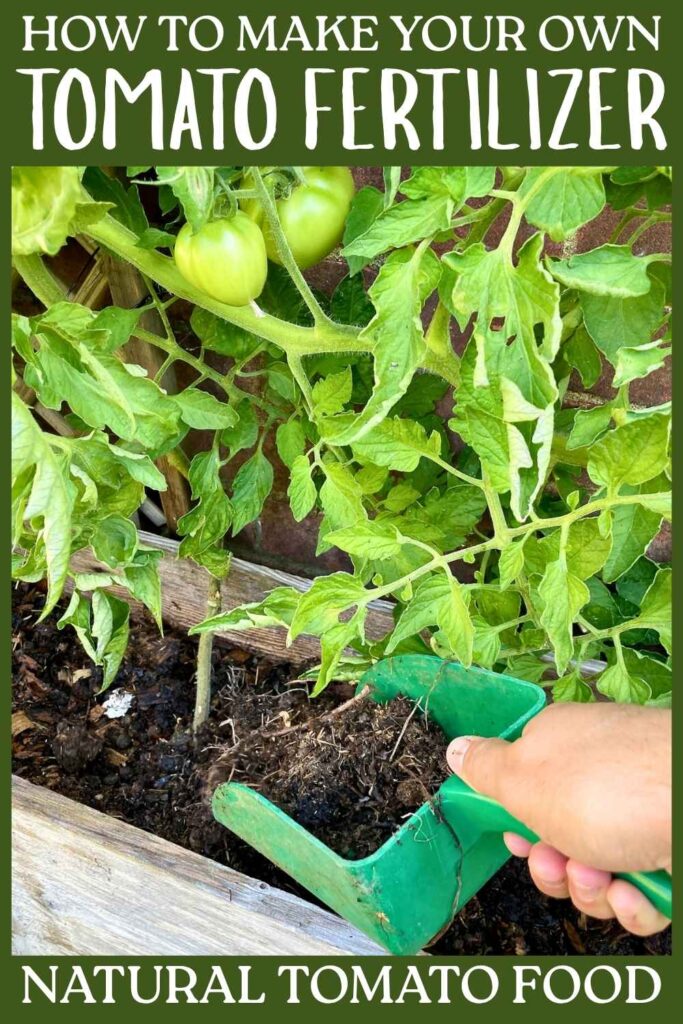 photo of tomato fertilizer being applied