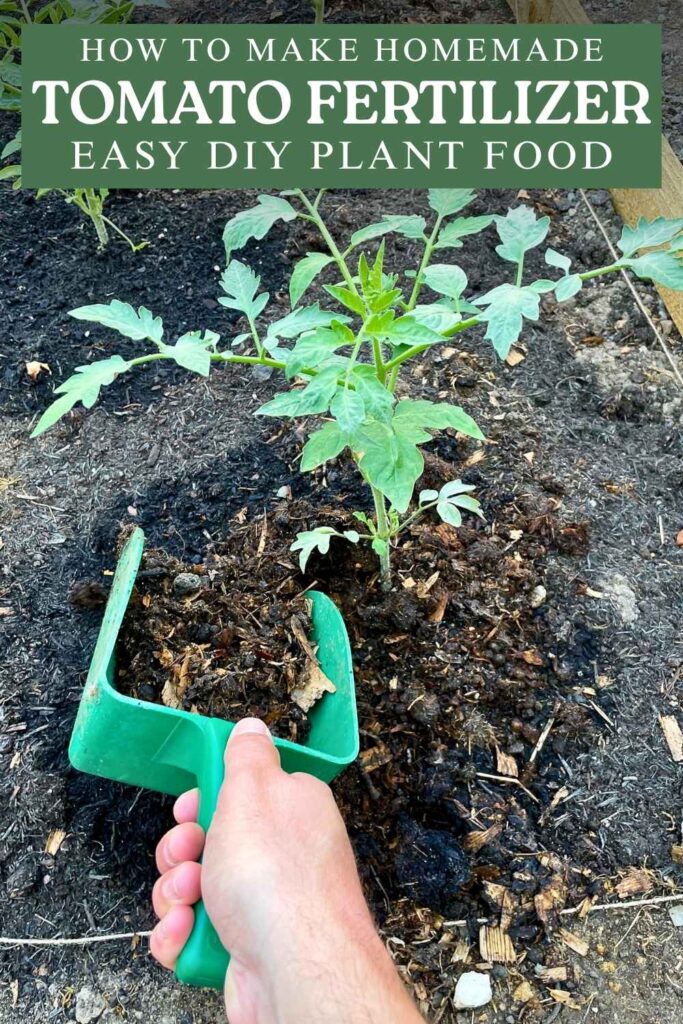 photo of a scoop of compost being applied to a tomato plant