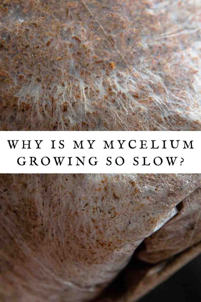 why is my mycelium growing so slow