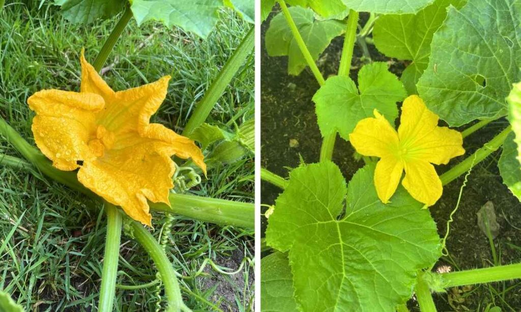 Photo of pumpkin flowers