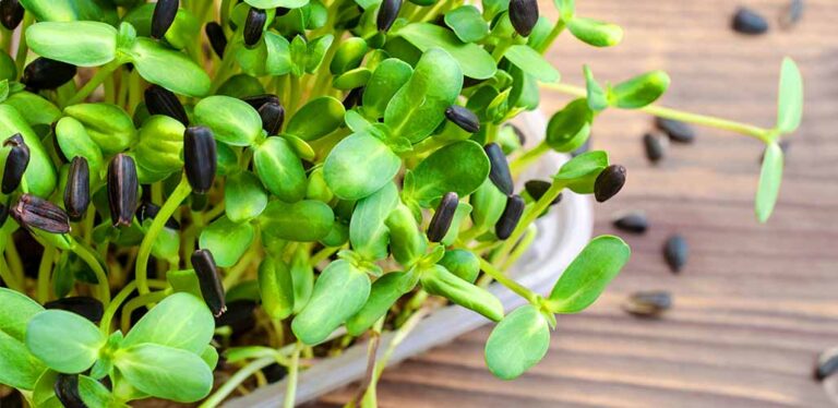 Are Microgreen Seeds Different From Regular Seeds?