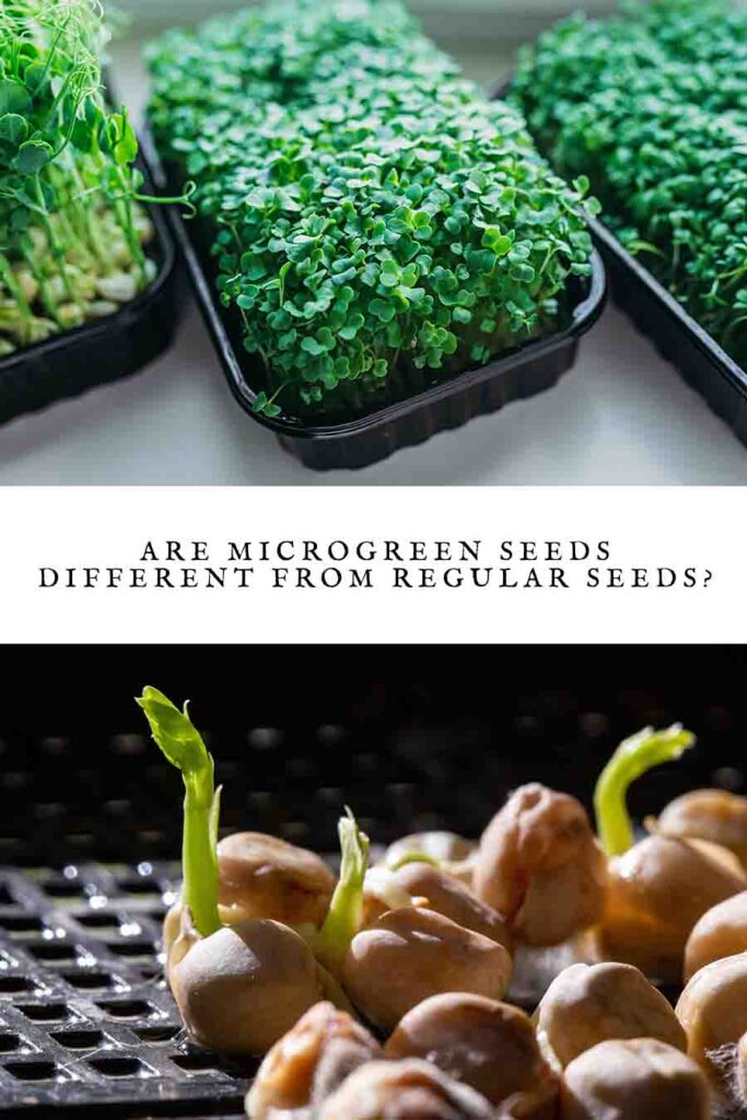 are microgreen seeds different from regular seeds
