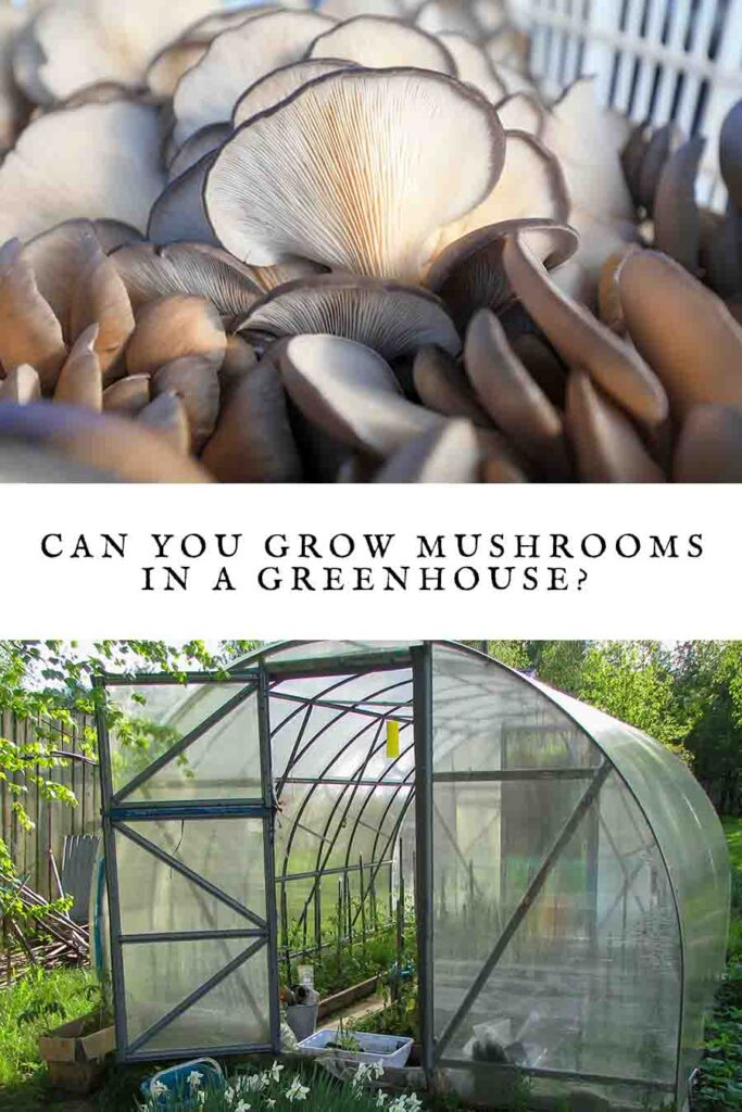 can you grow mushrooms in a greenhouse