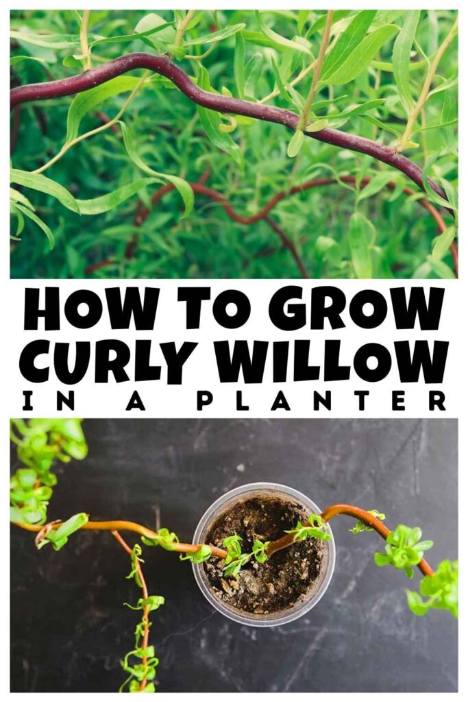 photo of curly willow tree in a planter