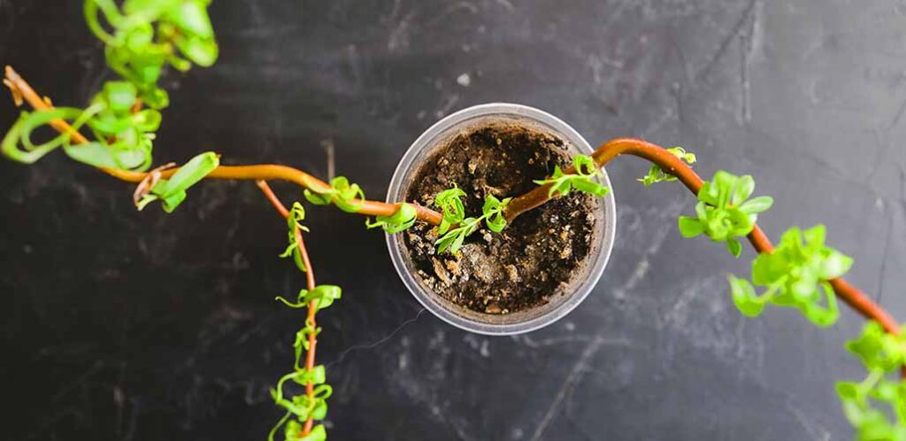 growing curly willow in a container