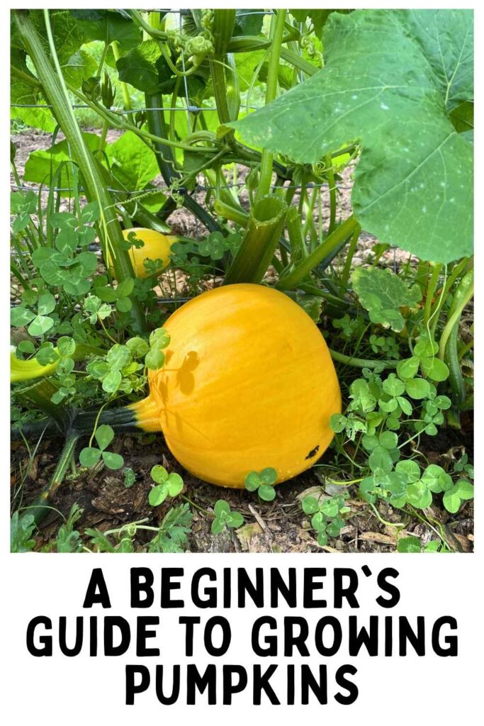 photo of a pumpkin on the vine with text overlay that read: A Beginner's Guide To Growing Pumpkins