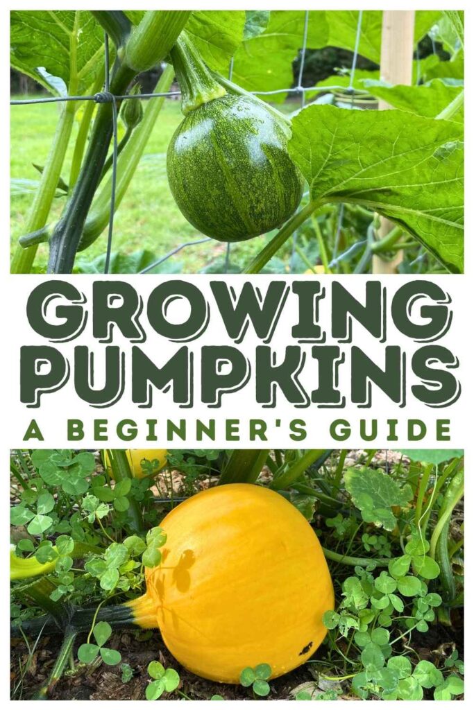 photo of growing pumpkins