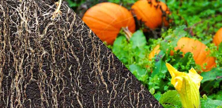 How Deep Do Pumpkin Roots Grow?
