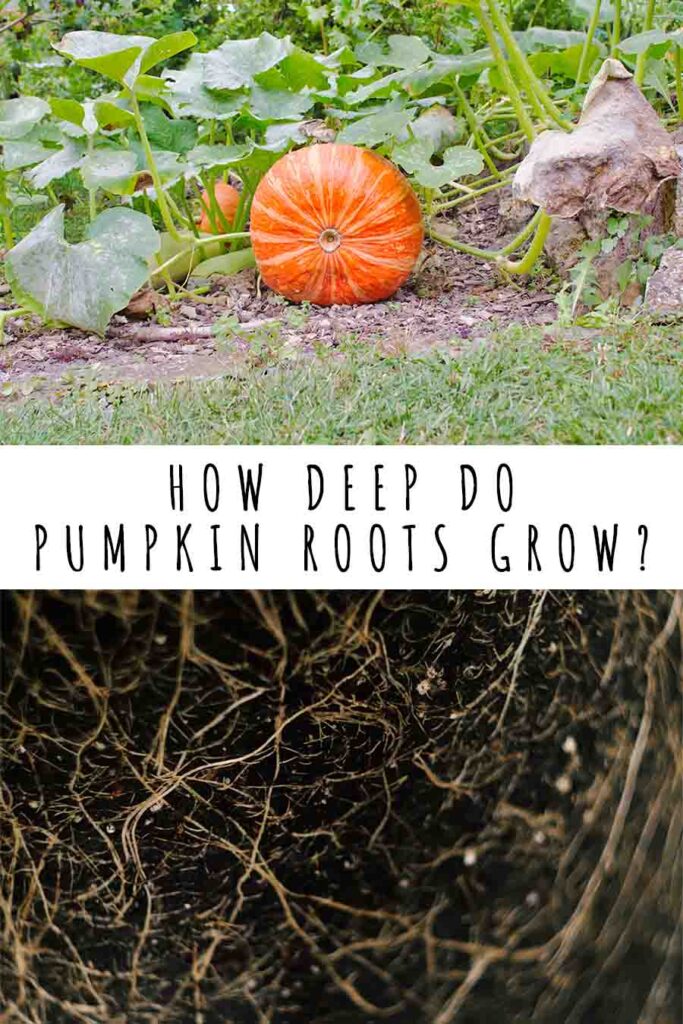 pumpkin roots