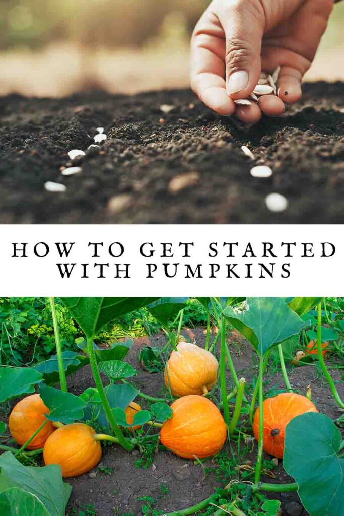 hw to get started with pumpkins