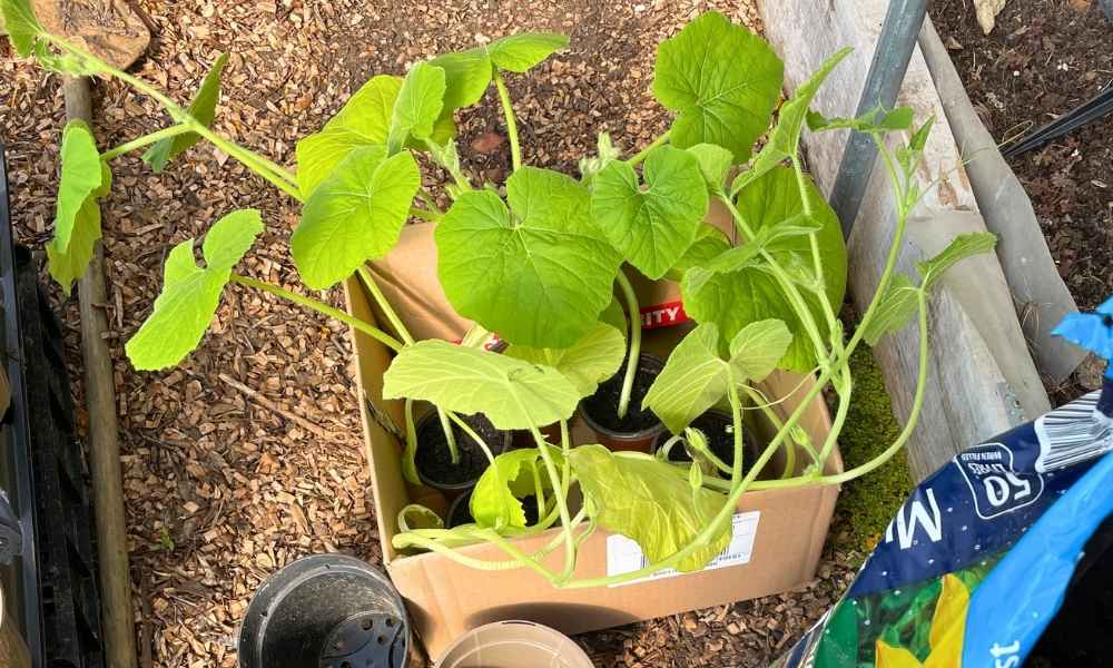 Photo of pumpkin seedlings about to be re-potted.
