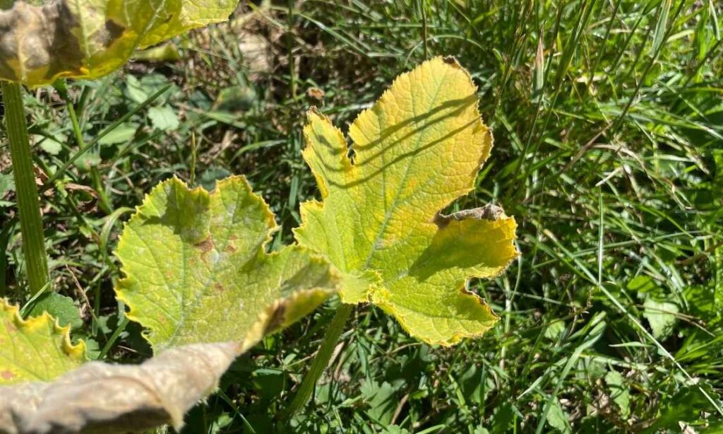 Photo of pumpkin leaves turning yellow.