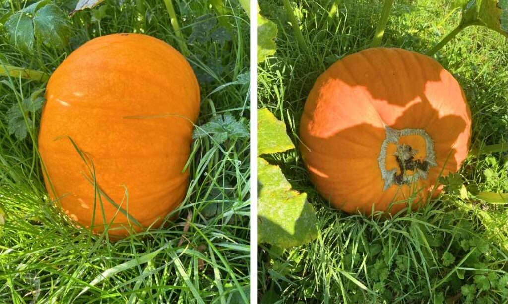 Photo of pumpkins ready for harvest.