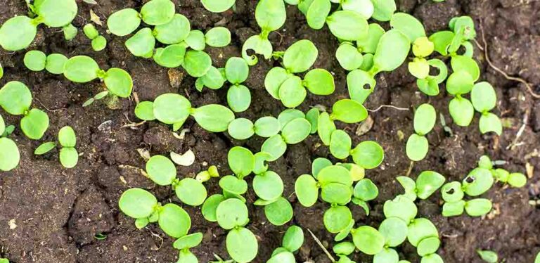 How You Can Enjoy The Benefits Of Radish Sprouts