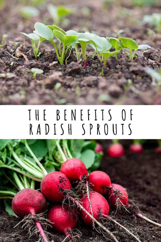 the benefits of radish sprouts
