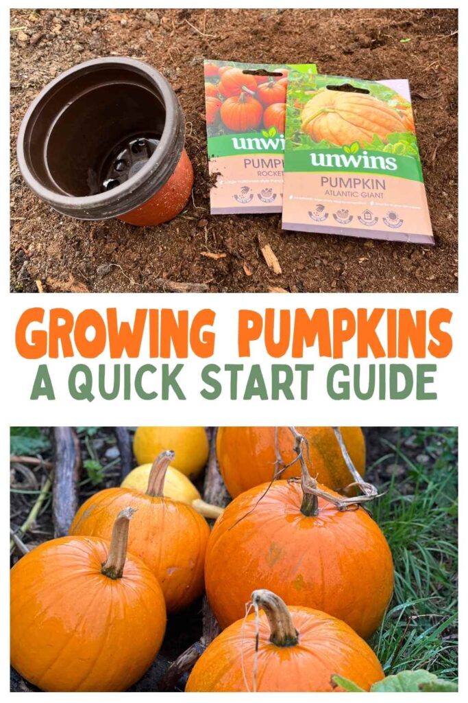 photo of a plant pot and pumpkin seeds above a photo of pumpkins