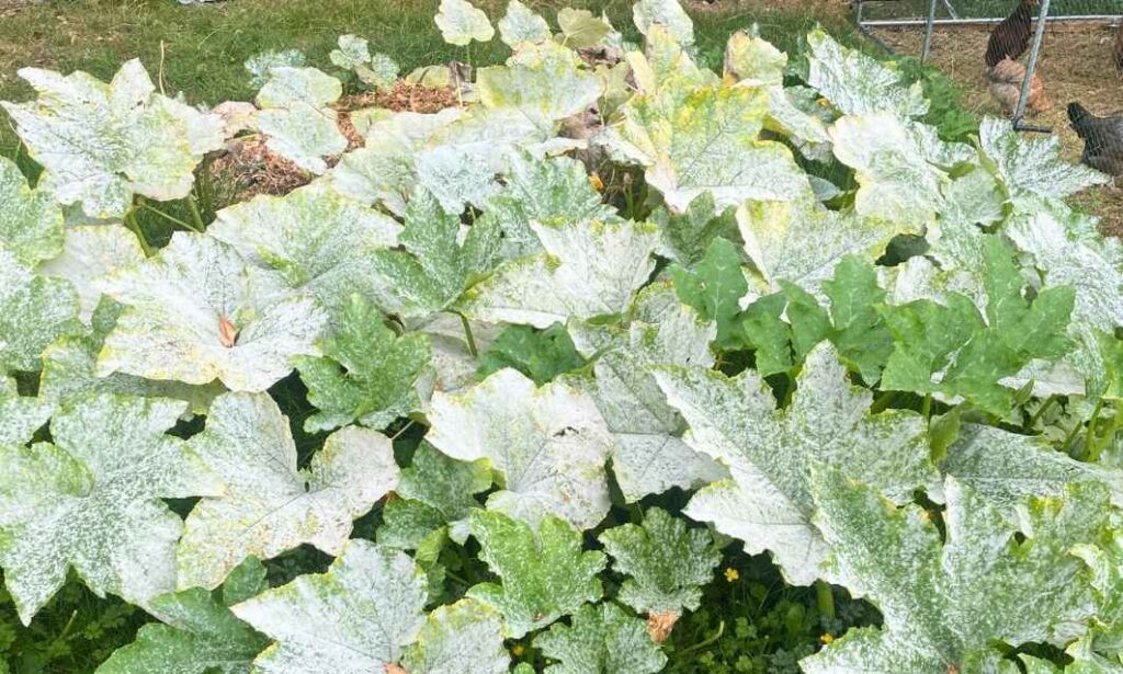Photo of pumpkin leaves suffering from powdery mildew.