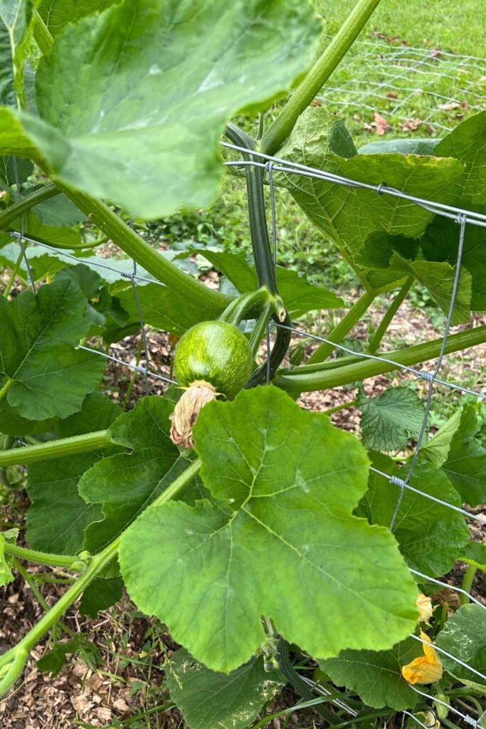 photo of a pumpkin trellis