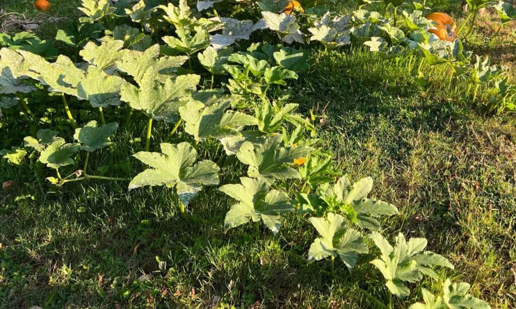 photo of a pumpkin vine