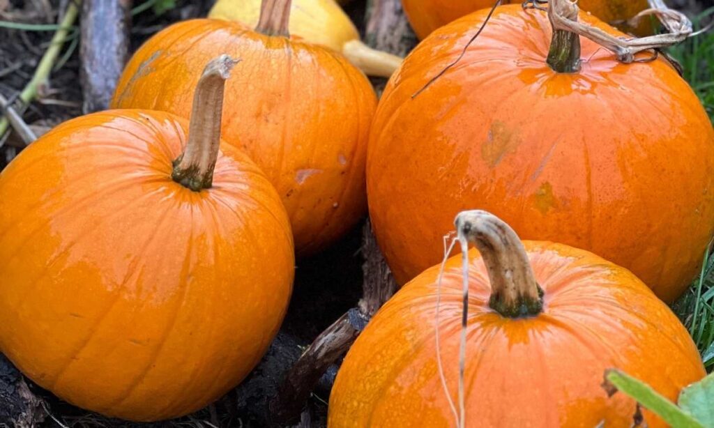 photo of homegrown pumpkins