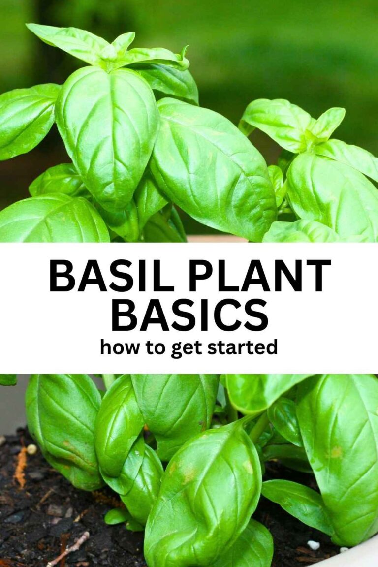 How To Get Started With Basil