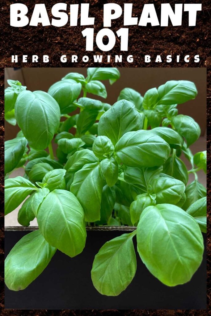 photo of basil plant