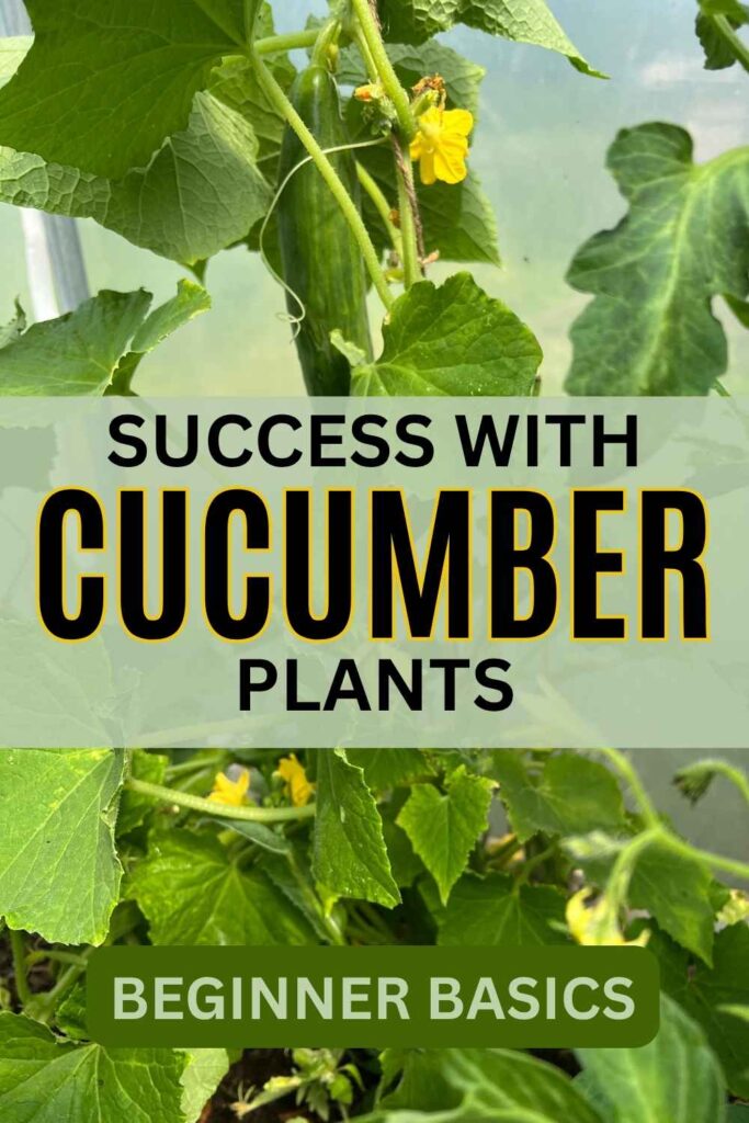 photo of cucumbers on the vine