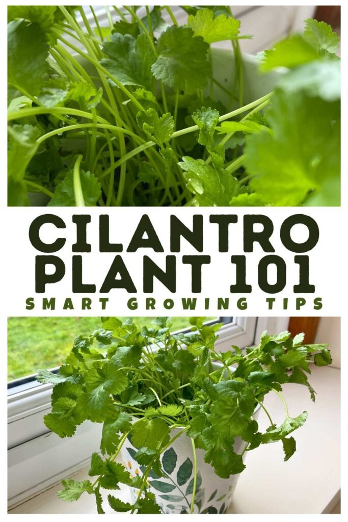 photos of a cilantro plant